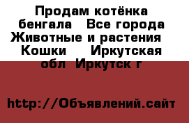 Продам котёнка бенгала - Все города Животные и растения » Кошки   . Иркутская обл.,Иркутск г.